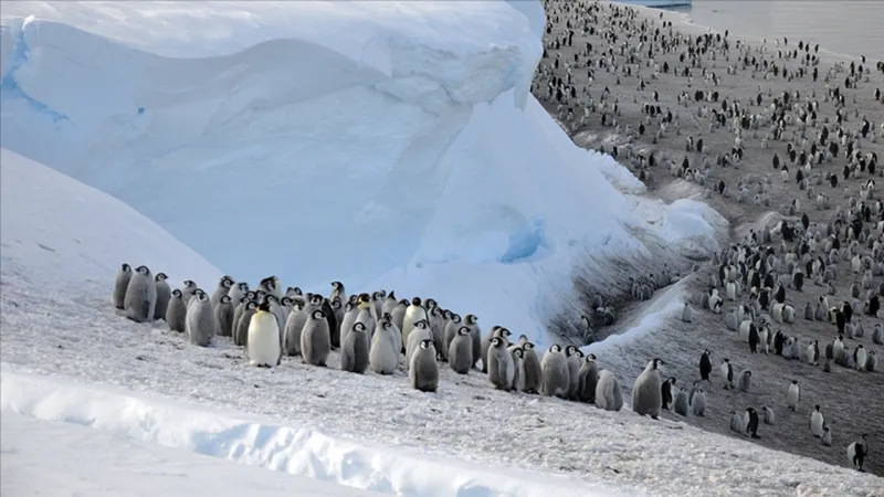 Antarktika'nın bir bölgesindeki imparator penguen nüfusu, 15 yılda yüzde 22 azaldı