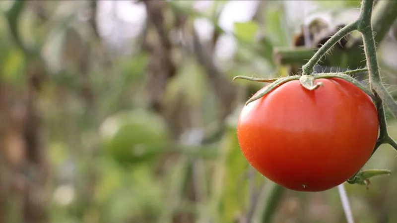 Çanakkale'nin gözdesinde son hasat: Fiyatı 10 liraya kadar düştü