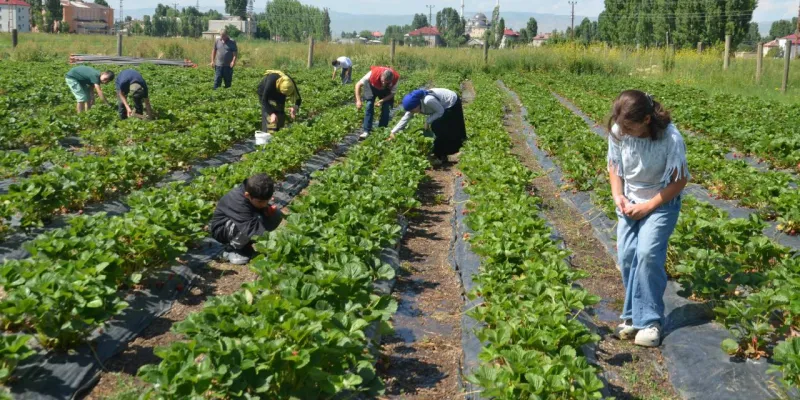Çilek hasadı başladı: Fiyatı belli oldu