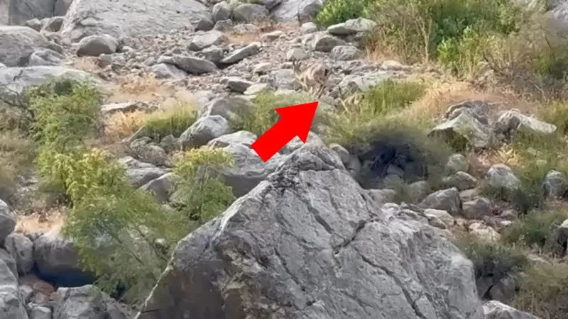 Karanlık Kanyon'da Şok Görüntü! Dağ Keçileri Neden Tehlikede?