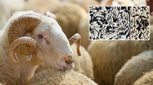 Kurban Bayramı Bereketi: 3 Milyon Kurbanlık Satıldı! İşte Detaylar