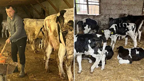 5 Hayvanla Başladı, Devlet Desteğiyle 86 Oldu! Şok Gelişme!