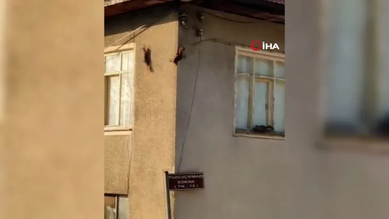 Evin duvarında gezinen sincaplar kamerada